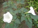 DATURA