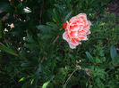 rodie ornamentala
