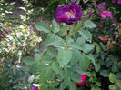 IMGP5198