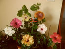 hibiscus grup