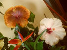 Tahitian Sophistication + Stolen Kiss