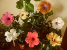 hibiscus grup