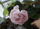 DSCF0126