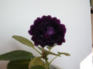 DSCF0120