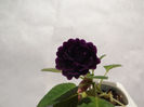 DSCF0121