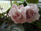 DSCF0192