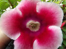 DSCF0199