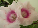 DSCF0231