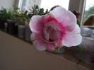 Silvana Pink