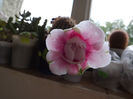 DSCF0443