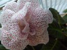 Koketka red