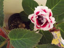 DSCF0451