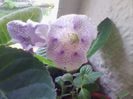 tigrina blue 1