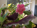 DSCF0131