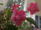 DSCF0353
