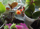 DSCF0531