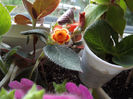 DSCF0529