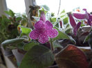 DSCF0534
