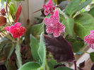 DSCF0535