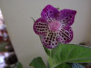 DSCF0621