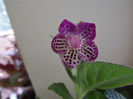 DSCF0622
