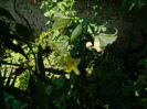 DSCN5554