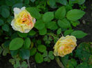 DSCN5584