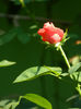 DSCN5588