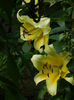 DSCN5594