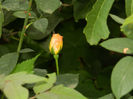 DSCN5602