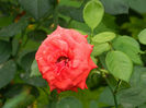 DSCN5604