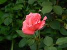 DSCN5605