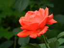 DSCN5606