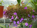 DSCN5617