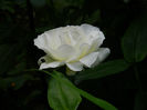 DSCN5624