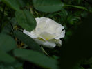 DSCN5625