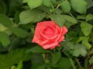 DSCN5626