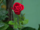 DSCN5629