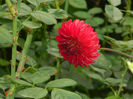 DSCN5643