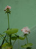 DSCN5675