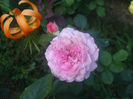 Florajet