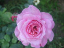Florajet