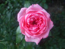 La Rose de Molinard