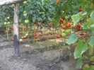 DSCN6371