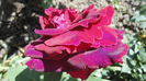 DSC07013