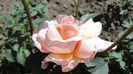 DSC07015