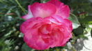 DSC07037