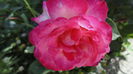 DSC07039