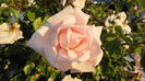 DSC07166