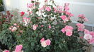 DSC07169